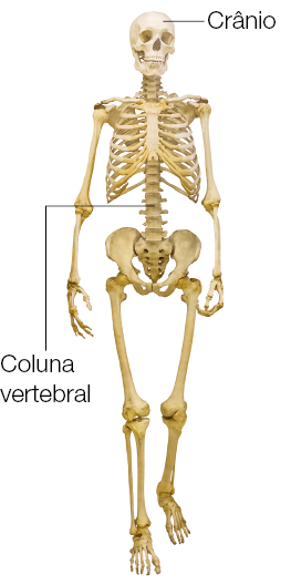 Imagem: Ilustração. Esqueleto humano destacando crânio e coluna vertebral. Fim da imagem.