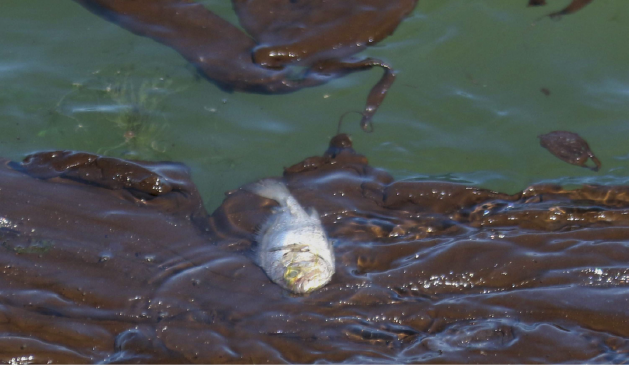 Imagem: Fotografia. Destaque de peixes mortos sobre manchas de óleo na água. Fim da imagem.