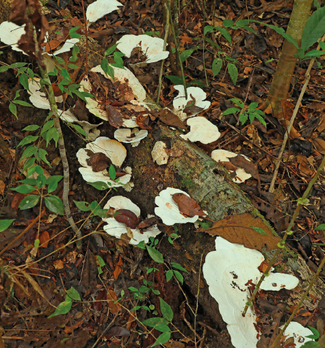 Imagem: Fotografia. Cogumelos na estrutura do tronco. Fim da imagem.