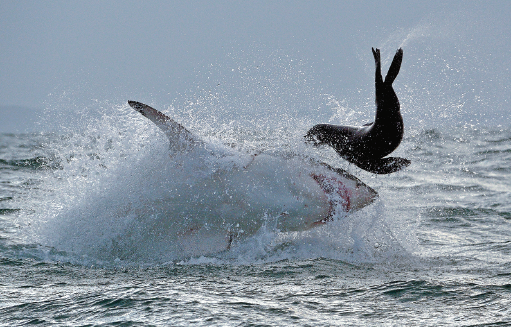 Imagem: Fotografia. Vista de tubarão saltando do mar em direção a uma foca. Fim da imagem.