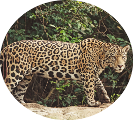 Imagem: Fotografia. Onça pintada em uma pedra. Fim da imagem.