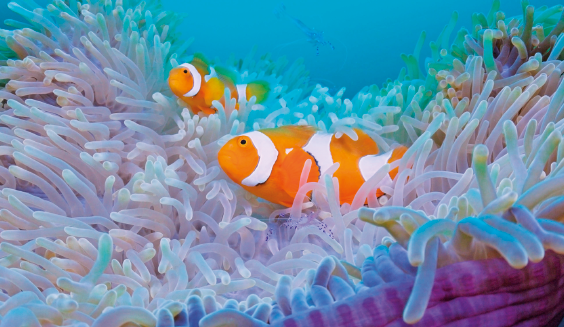 Imagem: Ilustração. Peixes-palhaços laranja com faixas brancas em uma anêmona com tentáculos brancos longos. Fim da imagem.