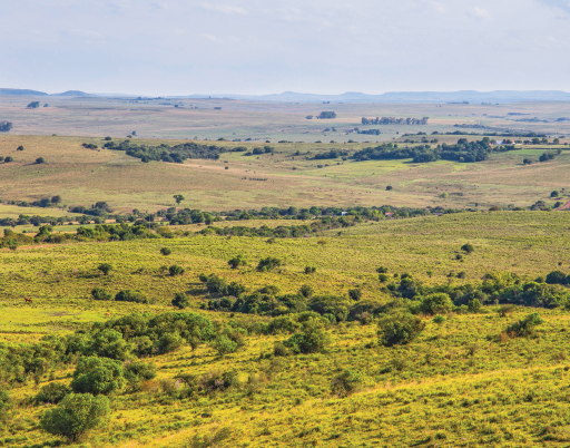 Imagem: Abaixo, fotografia de campo aberto com árvores espalhadas. Fim da imagem.