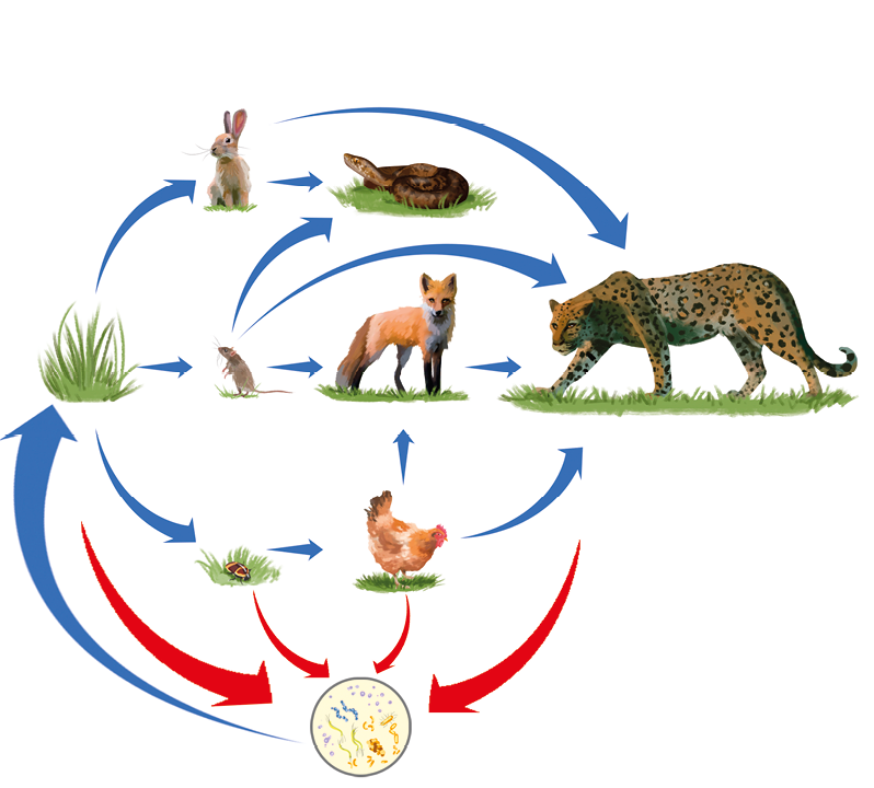 Imagem: Esquema. Ilustração de animais e plantas em um ciclo. Grama indica setas para coelho, rato e joaninha. Coelho indica setas para cobra e onça. Rato indica setas para cobra e raposa. Joaninha indica setas para galinha e bactérias. Galinha indica setas para onça e raposa. Raposa indica setas para onça. Grama, galinha e onça indicam setas para bactéria. Bactérias para grama. Fim da imagem.