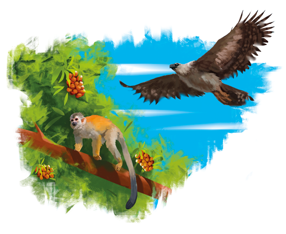 Imagem: Ilustração. Destaque de um galho de árvore com rio em segundo plano. Sobre o galho há frutos e um mico. Sobre o céu há um gavião preto voando. Fim da imagem.