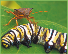 Imagem: Fotografia. Percevejo marrom sobre uma lagarta. Fim da imagem.