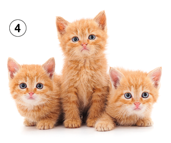 Imagem: Fotografia. 4: Três gatos filhotes laranjas rajados.  Fim da imagem.