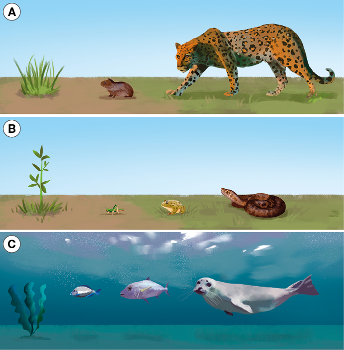 Imagem: Ilustração. Esquema. A: campo com gramado, seguido de porquinho da índia e onça pintada. B: campo com plantas, seguido por grilo, sapo e serpente. C: fundo do mar com algas, peixe pequeno, peixe grande e leão marinho.   Fim da imagem.