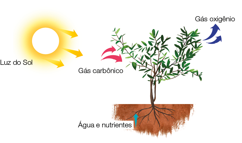 Imagem: Ilustração. Na parte superior esquerda, o sol com sétas indicando luz do sol. Em seguida, sétas indicada como gás carbônicos na direação de folhas de uma planta. Na raiz há a indicação de água e nutrientes. E saindo da planta há a indicação de gás oxigênio. Fim da imagem.