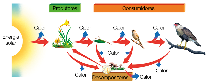 Imagem: Esquema. Energia solar libera calor e setas para plantas. Planta libera para bactérias e lagartos. Lagartos com setas para pássaro e bactérias. Pássaros com setas para bactérias e águia. Águia para bactérias. Produtores: Plantas. Consumidores: lagarto; pássaro; águia. Decompositores: bactérias. Fim da imagem.