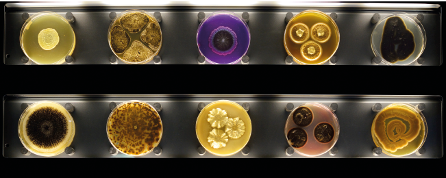 Imagem: Fotografia. Placas divididas em três fileiras com lâminas de análise circulares com bactérias em tons diversos de amarelo, marrom e roxo. Fim da imagem.