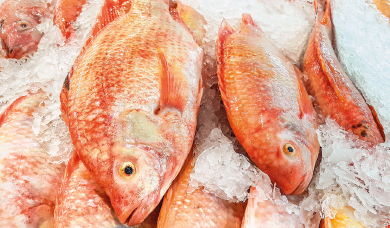 Imagem: Fotografia. Destaque de peixes laranjas empilhados com gelo nos arredores. Fim da imagem.