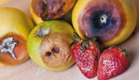 Imagem: Fotografia. Morango, pera, maçã e maracujá com regiões mofadas, pretas e murchas. Fim da imagem.