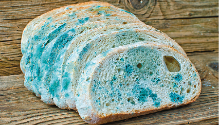 Imagem: Fotografia. Fatias de pão com mofo azul. Fim da imagem.