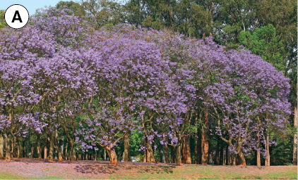 Imagem: Fotografia. A: Vista de árvores florida com flores roxas por toda a árvore. Fim da imagem.
