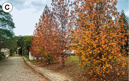 Imagem: Fotografia. C: Vista de árvores com folhas em tons alaranjados.  Fim da imagem.