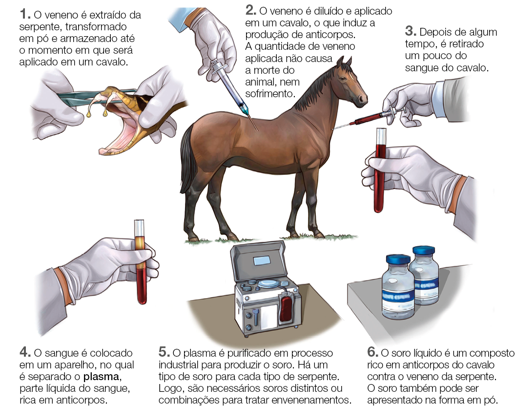 Imagem: Esquema. Ilustração destaca etapas de um processo.  1: Ilustração destacando mãos segurando uma pinça sobre a boca de uma cobra, extraindo o veneno das presas de uma cobra. Explicação: O veneno é extraído da serpente, transformado em pó e armazenado até o momento em que será aplicado em um cavalo. 2: Ilustração de uma mão aplicando uma injeção sobre um cavalo. Explicação: O veneno é diluído e aplicado em um cavalo, o que induz a produção de anticorpos. A quantidade de veneno aplicada não causa a morte do animal, nem sofrimento. 3: Destaque de uma mão retirando sague de um cavalo e aplicando em um tubo de ensaio. Explicação: Depois de algum tempo, é retirado um pouco do sangue do cavalo. 4: Ilustração de mão segurando um tubo de ensaio com duas tonalidades, acima, tom amarelo, abaixo, tom vermelho. Explicação: O sangue é colocado em um aparelho, no qual é separado o plasma, parte líquida do sangue, rica em anticorpos. 5: Máquina com bolsa de sangue ligada à ela. Explicação: O plasma é purificado em processo industrial para produzir o soro. Há um tipo de soro para cada tipo de serpente. Logo, são necessários soros distintos ou combinações para tratar envenenamentos. 6: Ilustração de frascos pequenos com líquido lacrados. Explicação: O soro líquido é um composto rico em anticorpos do cavalo contra o veneno da serpente. O soro também pode ser apresentado na forma em pó. Fim da imagem.