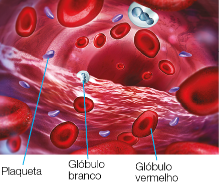 Imagem: Ilustração. Destaque de representação do sangue com destaque de plaquetas, glóbulos brancos e glóbulos vermelhos. Fim da imagem.