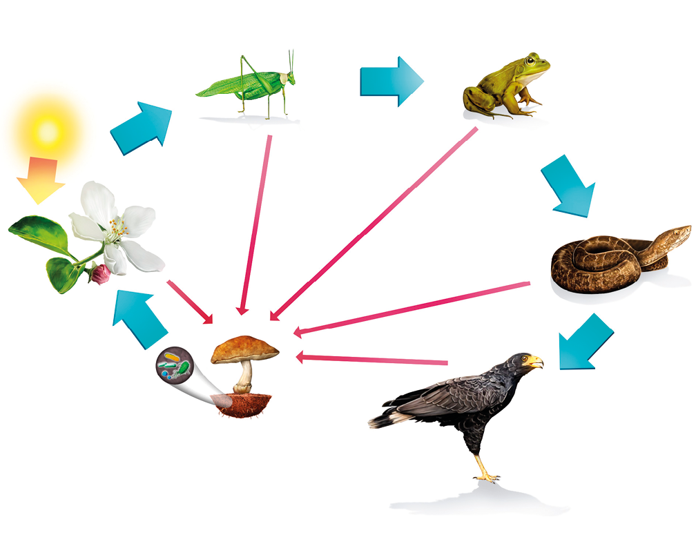 Imagem: Ilustração. Esquema da cadeia alimentar. Cogumelo com bactérias indica flores. Sol também indica flores. Flor indica gafanhoto. Gafanhoto indica sapo. Sapo indica cobra. Cobra indica gavião. Com exceção do sol, todos os participantes da cadeia levam setas indicadas para cogumelo. Fim da imagem.