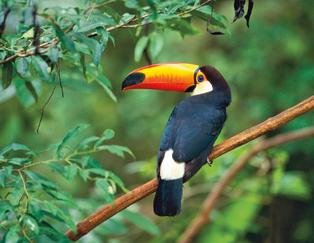 Imagem: Fotografia. Tucano preto com bico largo laranja, empoleirado em um galho de árvore. Fim da imagem.