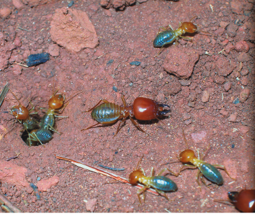 Imagem: Fotografia. Cupins marrons com parte inferior do corpo azul. No centro, há vários cupins e no centro, um cupim maior. Fim da imagem.