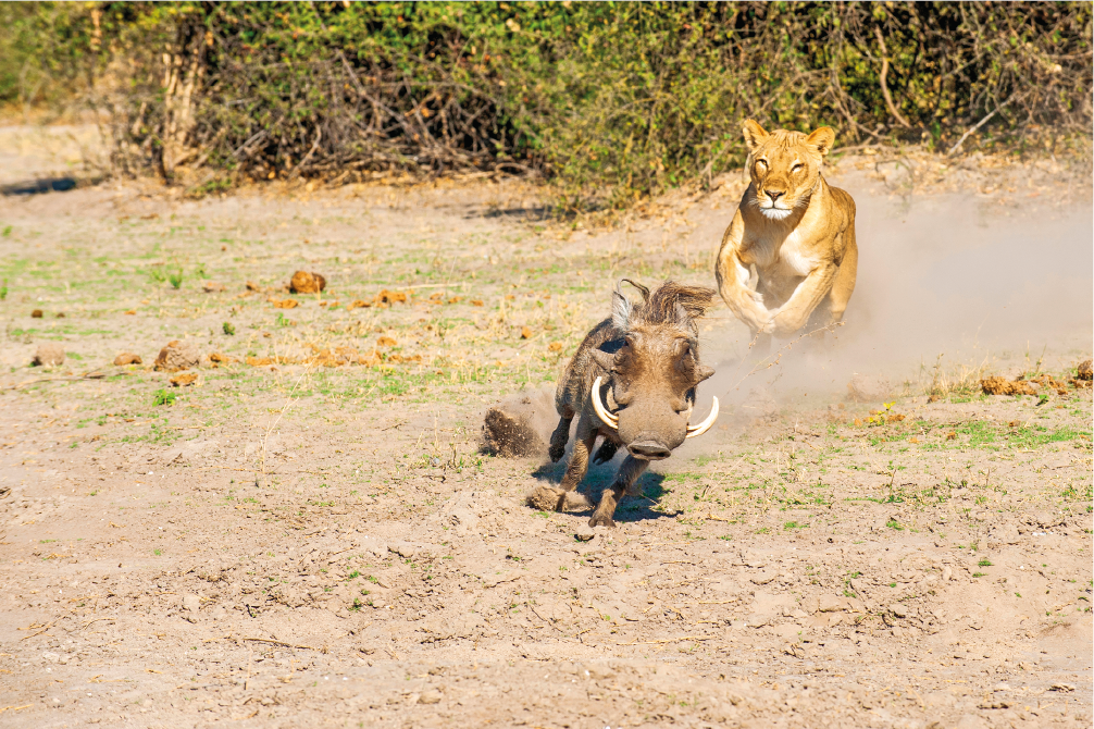 Imagem: Fotografia complementar das páginas 12 e 13. Campo aberto com destaque em uma leoa correndo atrás de um javali. Fim da imagem.