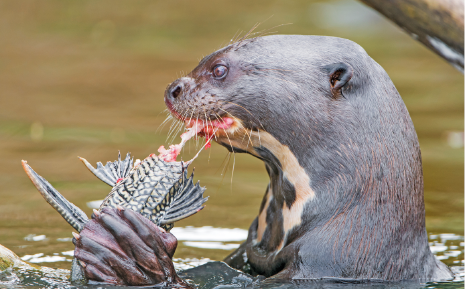 Imagem: Fotografia. Ariranha na água comendo um peixe. Fim da imagem.