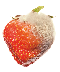 Imagem: Fotografia. Morango com mofo sobre a parte direita da fruta. Fim da imagem.