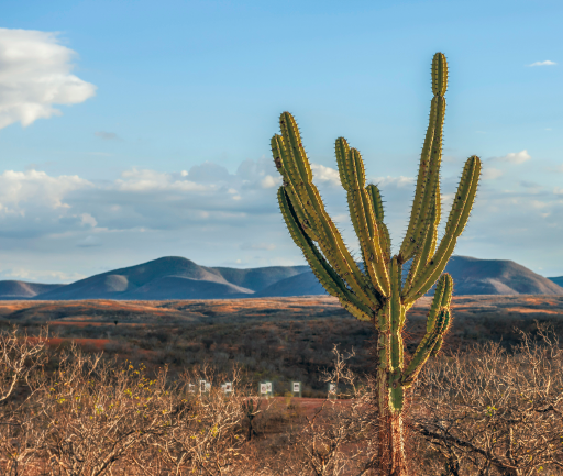 Imagem: Abaixo, campo seco com plantas secas e cactos. Fim da imagem.