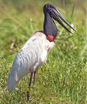 Imagem: Fotografia. Jaburu, pássaro com penas longas brancas, pescoço e cabeça preto e bico longo preto, e com pernas finas e alongadas. Fim da imagem.