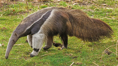 Imagem: Fotografia. Tamanduá-bandeira longo com rabo e corpo peludo e focinho alongado.  Fim da imagem.