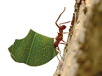 Imagem: Fotografia. Formiga levando uma folha por um tronco. Fim da imagem.
