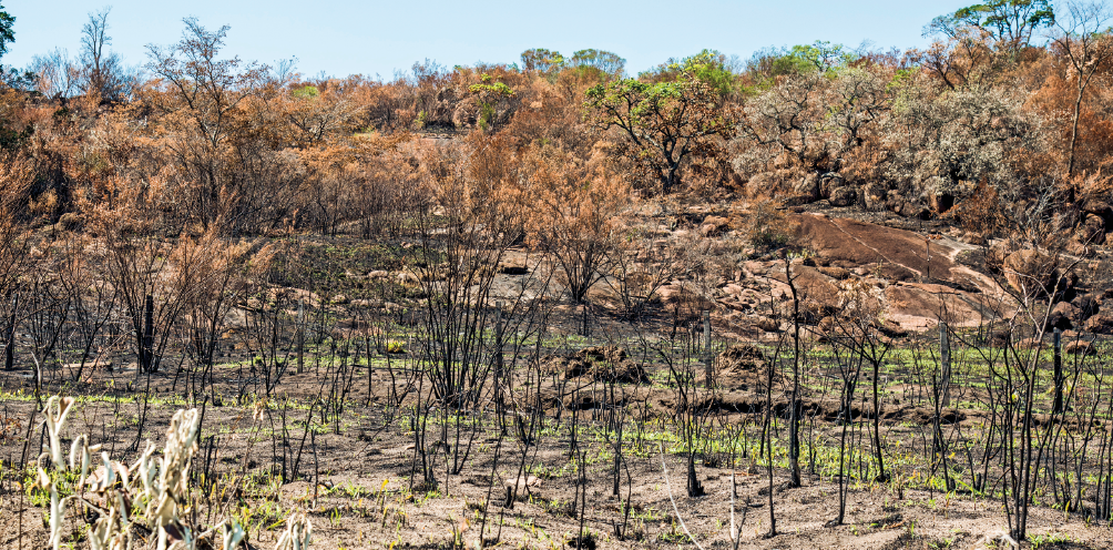 Imagem: Fotografia. Vista superior de floresta após uma queimada com árvores secas. Fim da imagem.