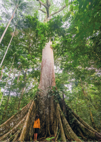 Imagem: Abaixo, fotografia de mata com árvore altas e troncos largos com folhas no topo. Fim da imagem.