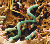 Imagem: Fotografia. Bactérias ampliadas azuis alongadas se assemelhando a fios longos. Fim da imagem.