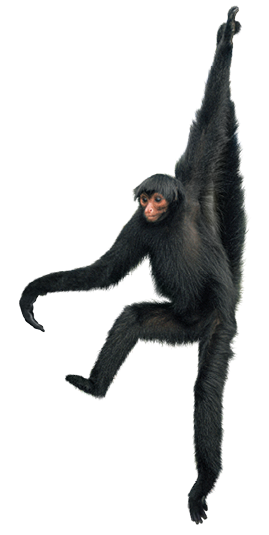 Imagem: Fotografia. Macaco-aranha, preto com braços e pernas longas.  Fim da imagem.