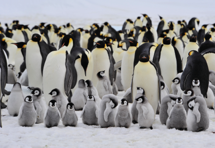 Imagem: Fotografia. Vista de aglomerado de pinguins adultos e filhotes sobre o gelo. Fim da imagem.