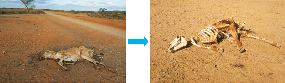 Imagem: Fotografia. Vaca morta em terreno seco. Seta ao lado, mostra o mesmo animal apresentando apenas o esqueleto. Fim da imagem.