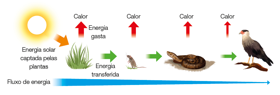 Imagem: Esquema. Ilustração de animais e planas em ciclo. Todos os seres indicam seta para calor e energia gasta. Sol indica energia solar captada pelas plantas com setas para grama. Grama indica energia transferida com setas para rato. Rato com setas para cobra. Cobra com setas para gavião. Fim da imagem.