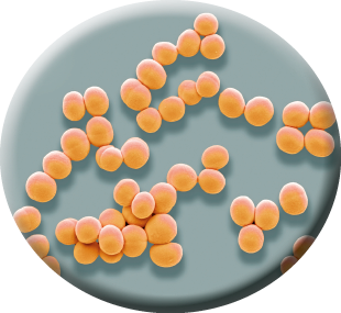 Imagem: Ilustração. Esfera destacando pequenas bolinhas laranjas unidas representando bactérias. Fim da imagem.