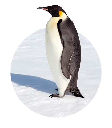 Imagem: Fotografia. Pinguim preto com barriga branca e parte do pescoço em amarelo. Está em pé no gelo. Fim da imagem.