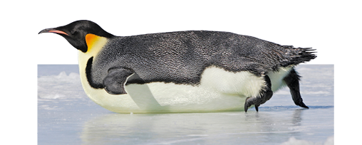 Imagem: Fotografia. Pinguim preto com barriga branca e parte do pescoço em amarelo. Está deitada sobre o gelo. Fim da imagem.