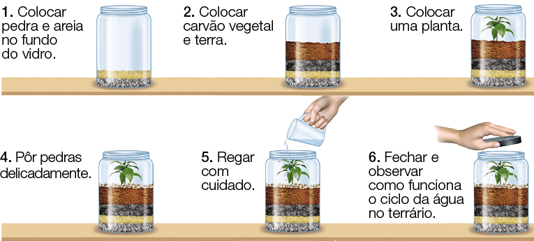 Imagem: Ilustração. Destaque de um vidro com camadas de pedras e tipos de solo com água e planta dividido em seis passos. 1: colocar pedra e areia no fundo do vidro. 2: Colocar carvão vegetal e terra. 3: Colocar uma planta. 4: Pôr pedras delicadamente. 5: Regar com cuidado. 6: Fechar e observar como funciona o ciclo da água no terrário. Fim da imagem.