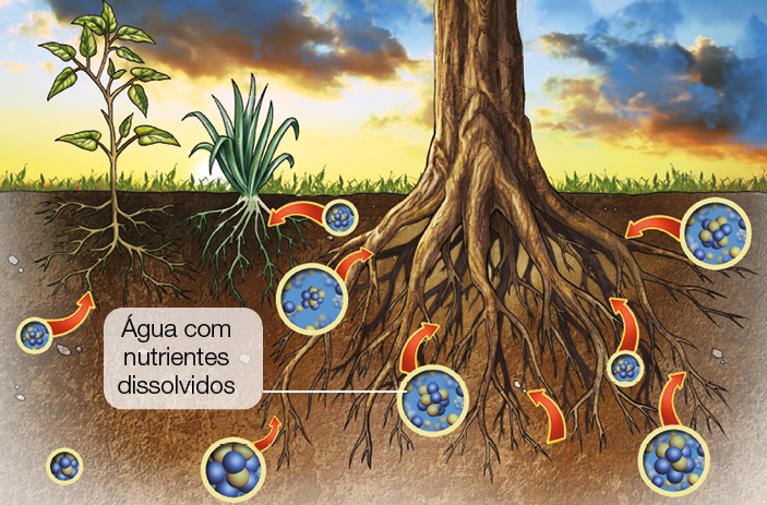 Imagem: Ilustração. Destaque de plantas com raízes expostas sobre a terra com gotículas ligadas a setas na direção das raízes, ao lado, a explicação: água com nutriente dissolvido. Fim da imagem.