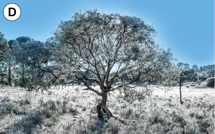 Imagem: Fotografia. D: Vista de campo com uma árvore ao centro, a paisagem está coberta por uma fina camada de neve. Fim da imagem.