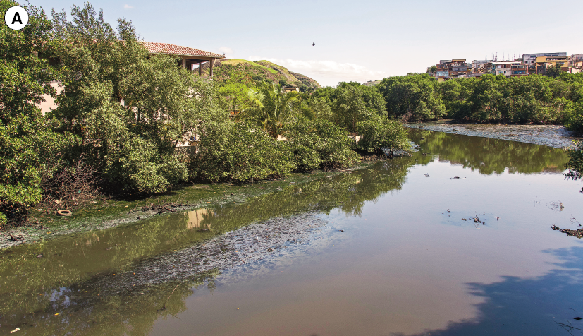 Imagem: Fotografia. A: Vista de rio extenso poluído com dejetos e resíduos por todo o rio. Às margens, há árvores e casas.  Fim da imagem.