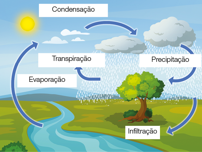 Imagem: Esquema. Ilustração de campo com rio indicando evaporação que sobe ao céu realizando processo de condensação formando nuvens. Nuvens liberam chuva que se divide em transpiração voltando para o céu, precipitação em árvore e infiltração no solo. Fim da imagem.