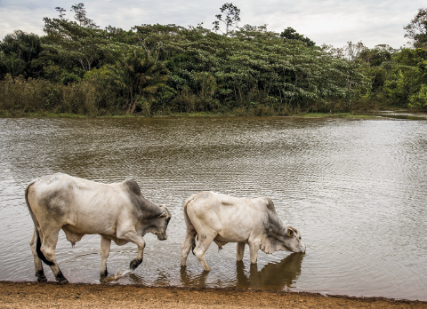 Imagem: Fotografia. Vista de rio com vegetação nas margens. À frente, destaque de dois gados bebendo água. Fim da imagem.