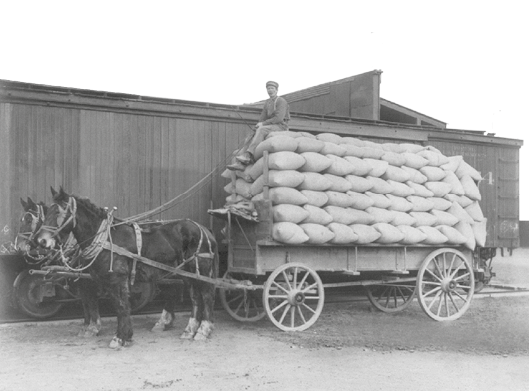 Imagem: Fotografia em preto e branco. Charrete puxada por dois cavalos com sacos fechados formando pilha grande. Acima das pilhas, um homem com as rédeas. Fim da imagem.
