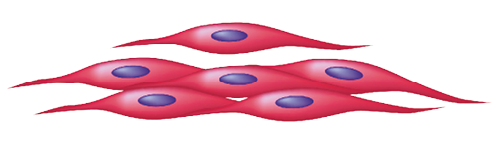 Imagem: Ilustração. Células em formato de losango vermelho com parte central arredondada e núcleo azul no centro. Fim da imagem.